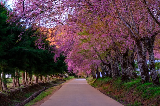 Foto flor de cerejeira em khun wang chiangmai, tailândia.