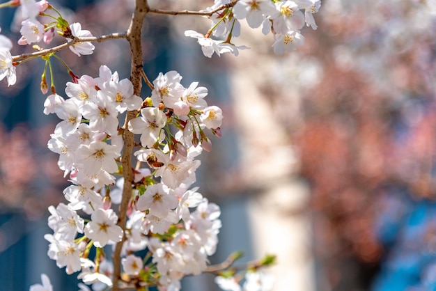 Flor de cerejeira em plena floração na primavera com fundo desfocado