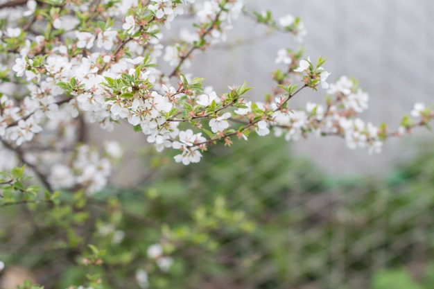 Flor de cerejeira em plena floração