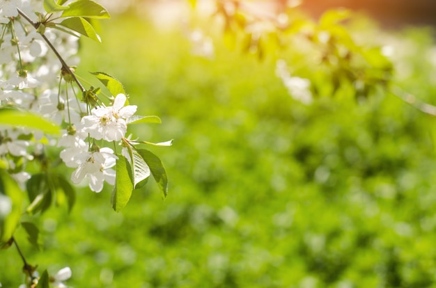 Flor de cerejeira em um dia ensolarado, a chegada da primavera, o florescimento de árvores