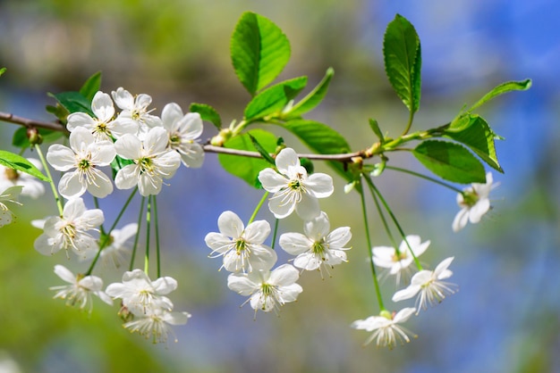 Flor de cerejeira em um dia ensolarado