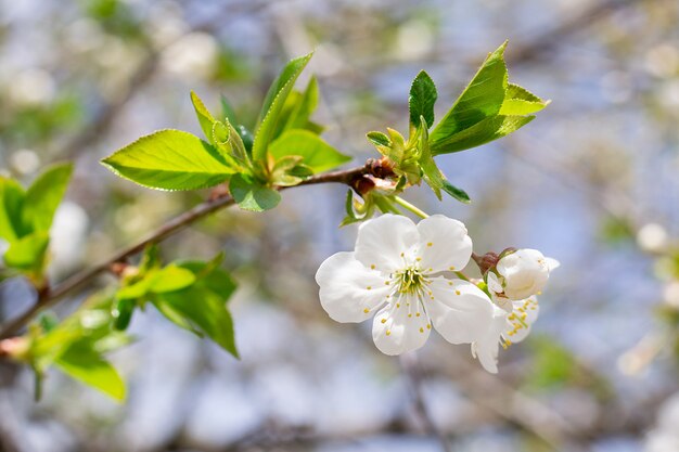 Flor de cerejeira em um galho