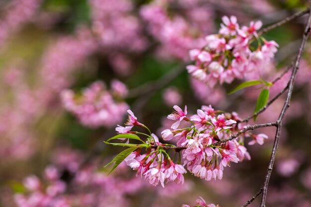 Flor de cerejeira - flor de Sakura - cereja japonesa, Prunus serrulata