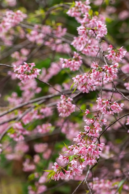 Flor de cerejeira - flor de sakura - cereja japonesa, prunus serrulata