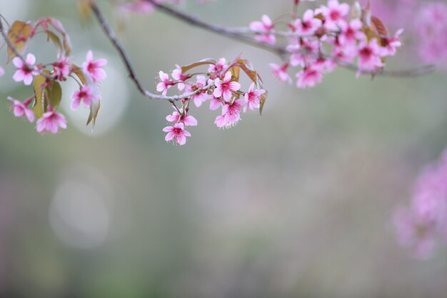 Flor de cerejeira, flor rosa sakura