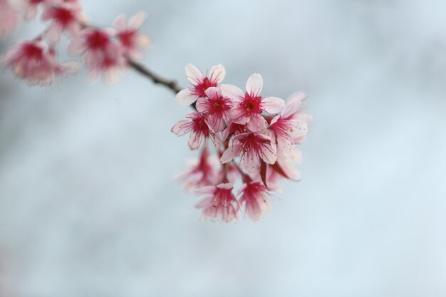 Flor de cerejeira, flor rosa sakura