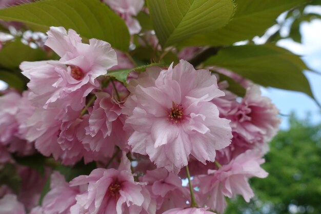Flor de cerejeira flores de sakura florescendo árvore rosa pétalas delicadas