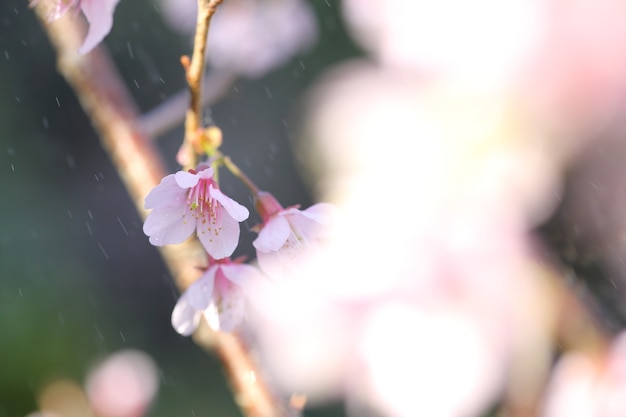 Flor de cerejeira, flores de sakura
