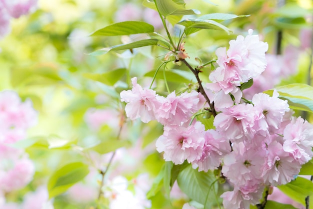 Flor de cerejeira florescendo primavera está chegando conceito de fundo de temporada de primavera