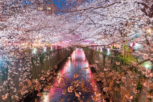 Flor de cerejeira forrado Meguro Canal à noite em Tóquio