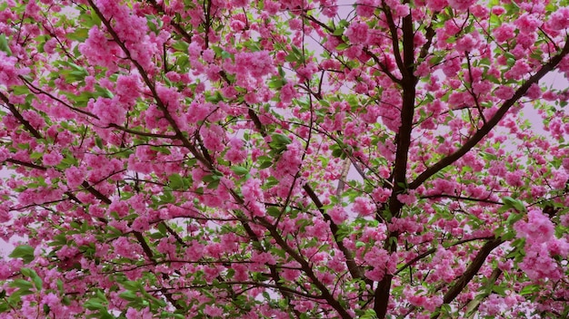 Flor de cerejeira japão sakura flor na paisagem da cena da natureza da primavera