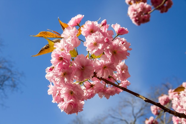 Flor de cerejeira japonesa na primavera Vista aproximada