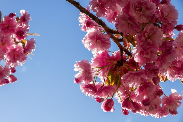 Flor de cerejeira japonesa na primavera Vista aproximada