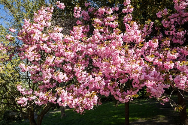 Flor de cerejeira japonesa na primavera