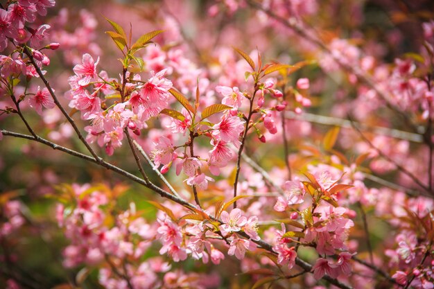 Flor de cerejeira japonesa na primavera