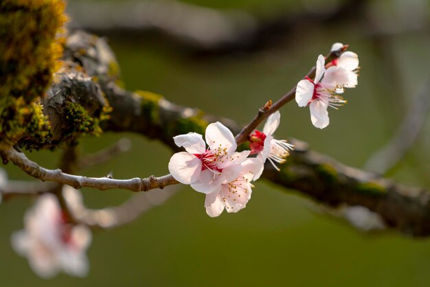 Flor de cerejeira japonesa no jardim público Bonita e fresca para atividade de piquenique