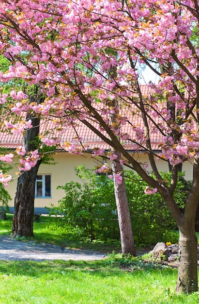 Flor de cerejeira japonesa rosa (cidade de uzhgorod, ucrânia)