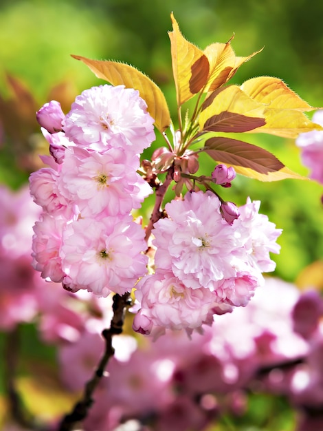 Flor de cerejeira japonesa