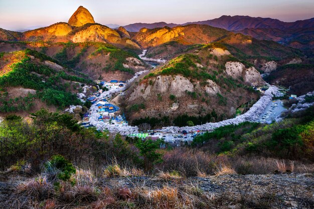 Foto flor de cerejeira na montanha mai, em jin'an-kunkwang-juso, coreia do sul