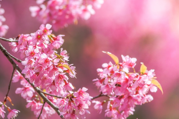 Flor de cerejeira na primavera com foco suave, desfocada flor de cereja de primavera turva