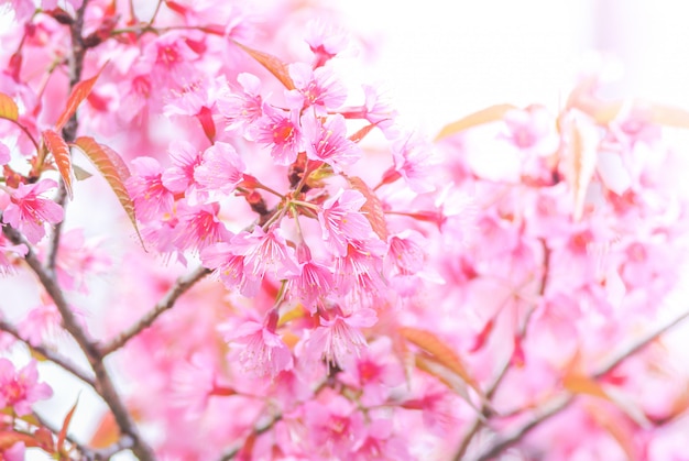 Flor de cerejeira na primavera com foco suave