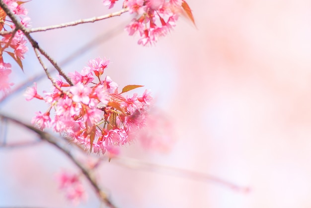 Flor de cerejeira na primavera com foco suave