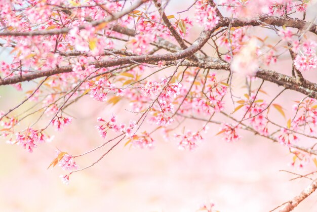 Flor de cerejeira na primavera com foco suave