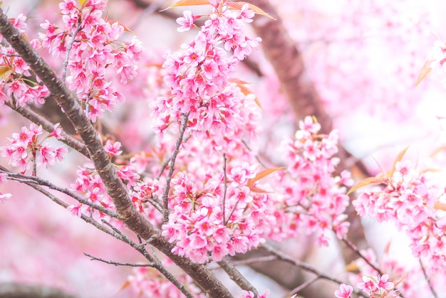 Flor de cerejeira na primavera com foco suave