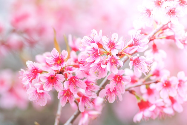 Flor de cerejeira na primavera com foco suave