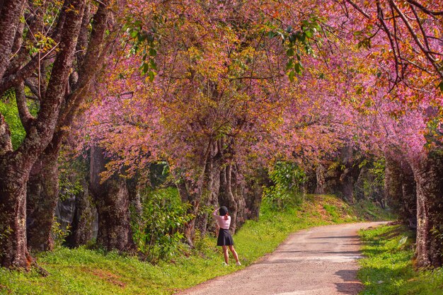 Flor de cerejeira na primavera de manhã no norte da Tailândia