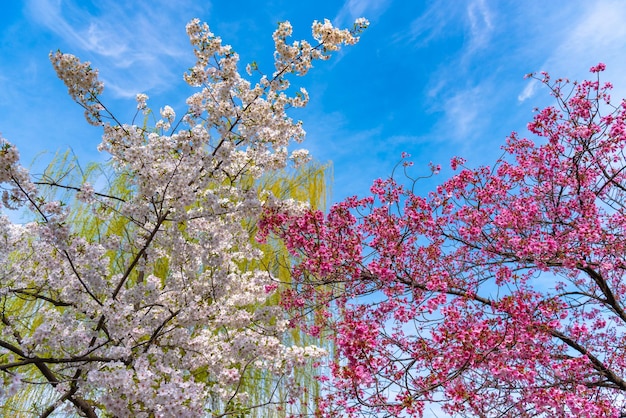 Flor de cerejeira na primavera em Tóquio Japão