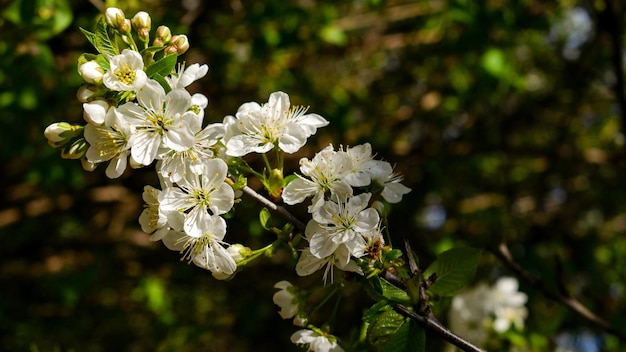 Foto flor de cerejeira na primavera na ucrânia