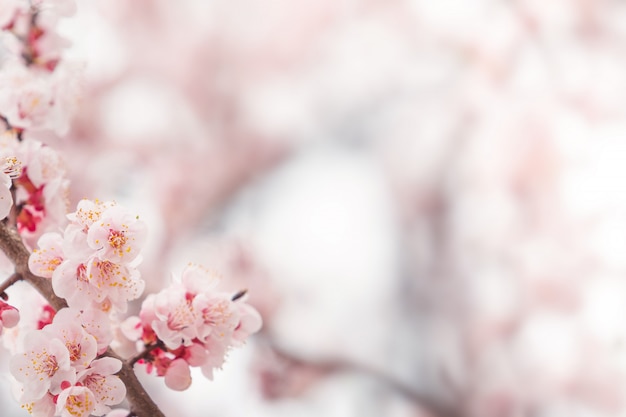 Flor de cerejeira na primavera para o fundo ou copie o espaço para texto