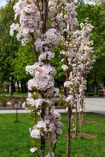 Flor de cerejeira na primavera