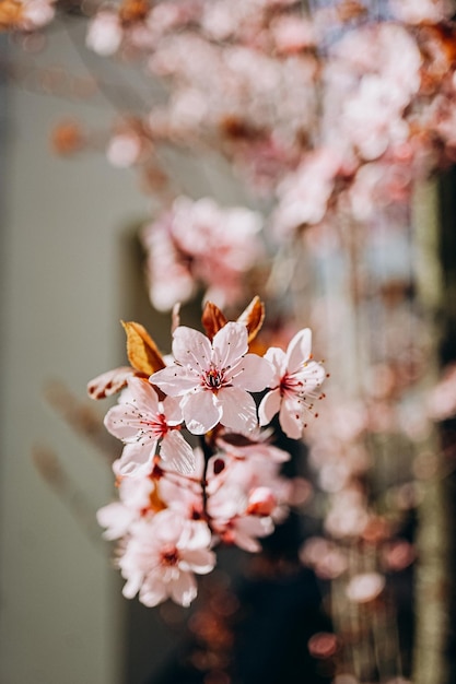 flor de cerejeira na primavera