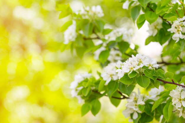 Flor de cerejeira na primavera