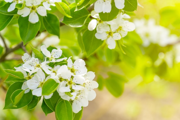 Flor de cerejeira na primavera