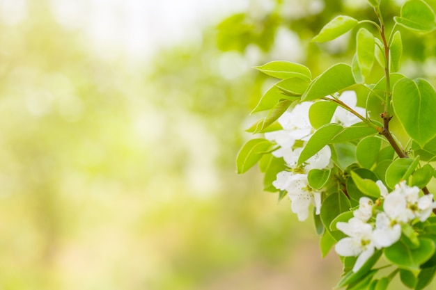 Flor de cerejeira na primavera