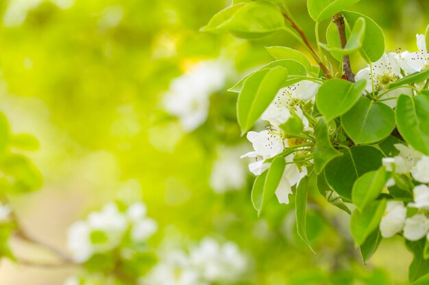 Flor de cerejeira na primavera