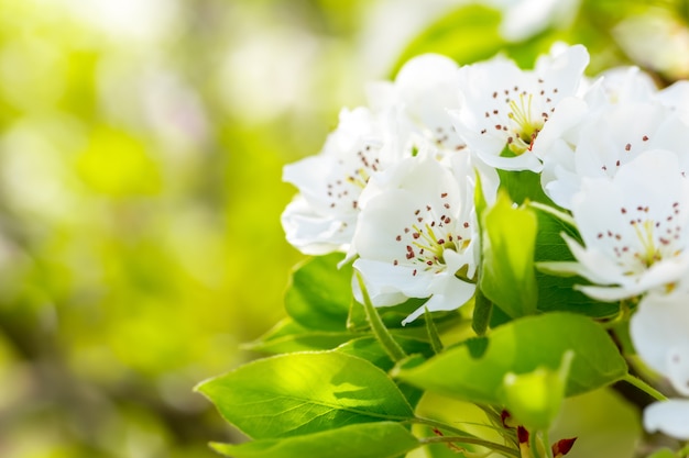 Flor de cerejeira na primavera