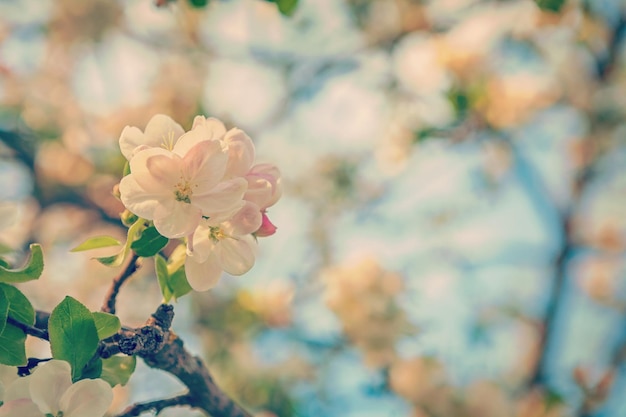 Flor de cerejeira no galho e fundo floral desfocado instagram stile