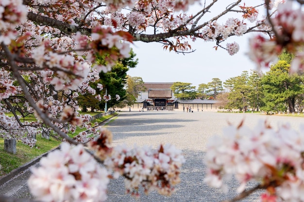 Flor de cerejeira no Jardim Nacional Kyoto Gyoen Kyoto Japão