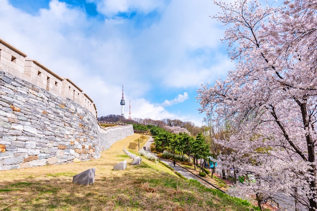 Flor de cerejeira no parque de namsan na cidade de seoul, coreia do sul.