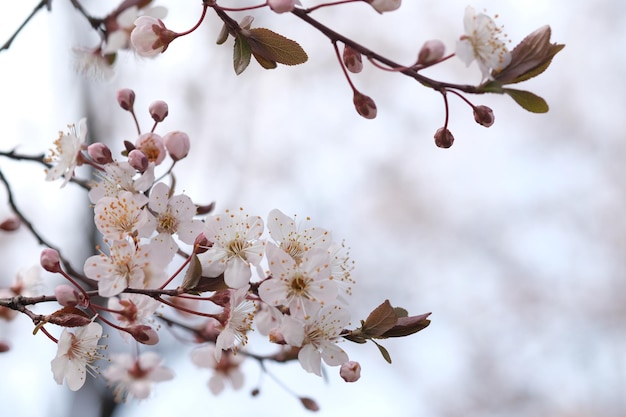 Flor de cerejeira ou flor de Sakura no fundo da natureza