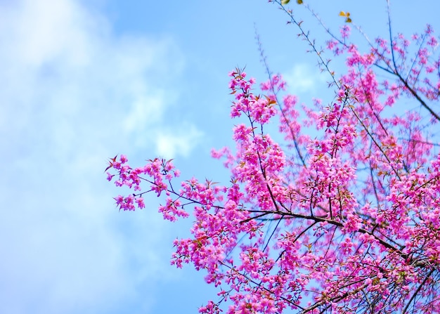 Foto flor de cerejeira ou flores com céu azul