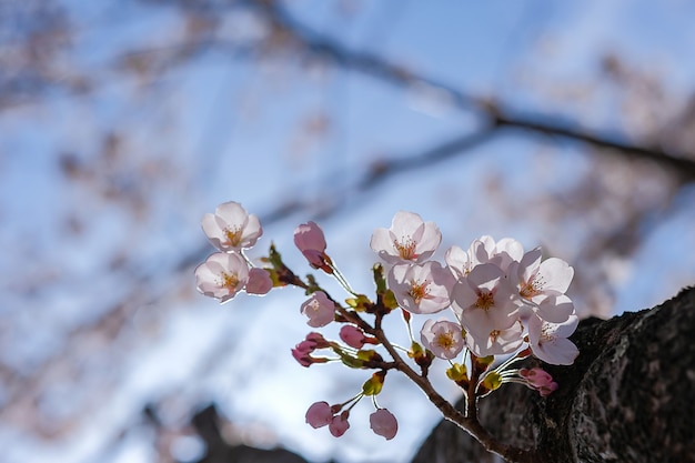 Flor de cerejeira ou rosa sakura flor árvore