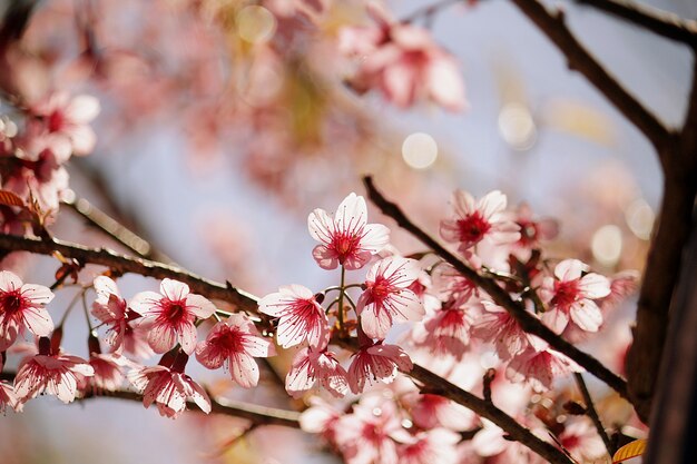 flor de cerejeira ou sakura flores na primavera, fundo de natureza