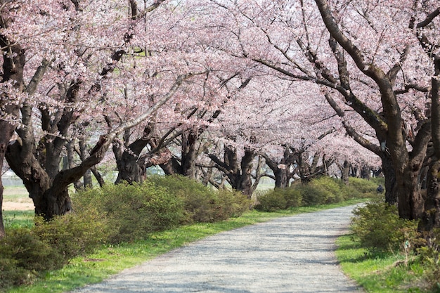 Flor de cerejeira ou sakura no parque kitakami