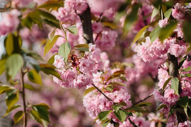 Flor de cerejeira ou sakura