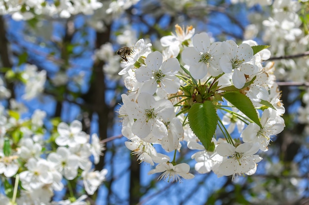 Flor de cerejeira, polinização por abelhas Foco seletivo